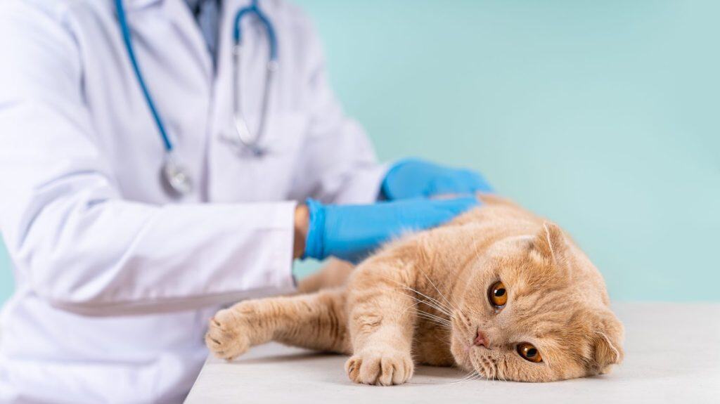 Cute scottish fold cat being examined by a pet doctor. Veterinary concept. Veterinary clinic, vet care, animal hospital banner. chipping animals. Pet check and vaccination. Close up
