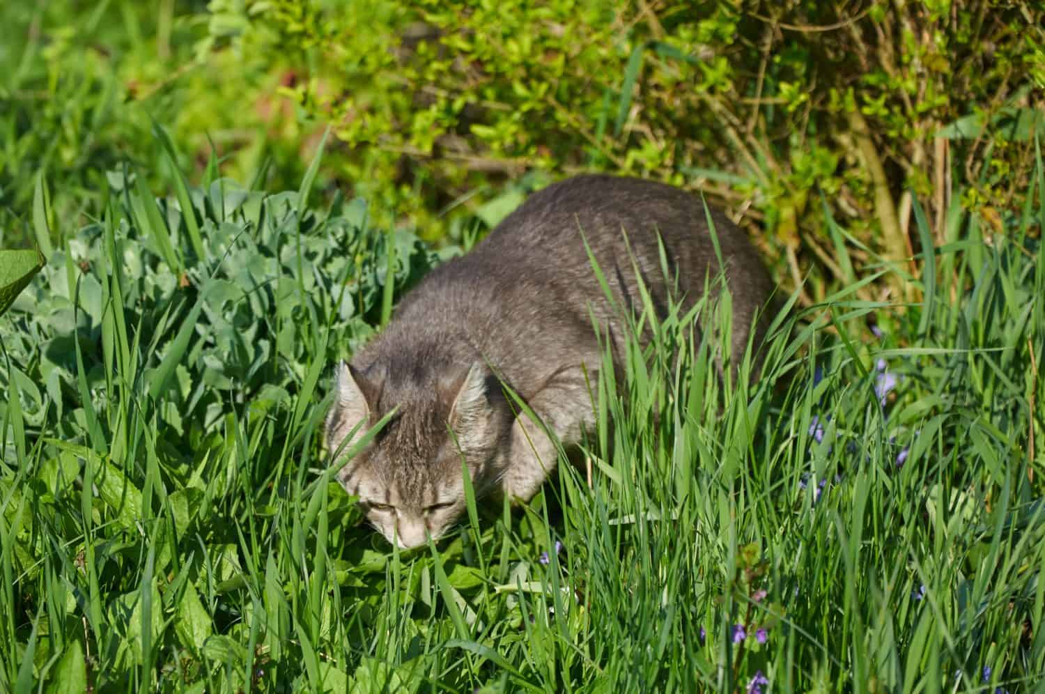 A cat on a walk in the marque sniffing the grass. Walking pets in the open air. Close up of a catWalking pets in the open air. Close up of a cat
