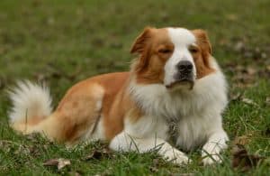 Beautiful English Shepherd Dog watching his flock of Sheep