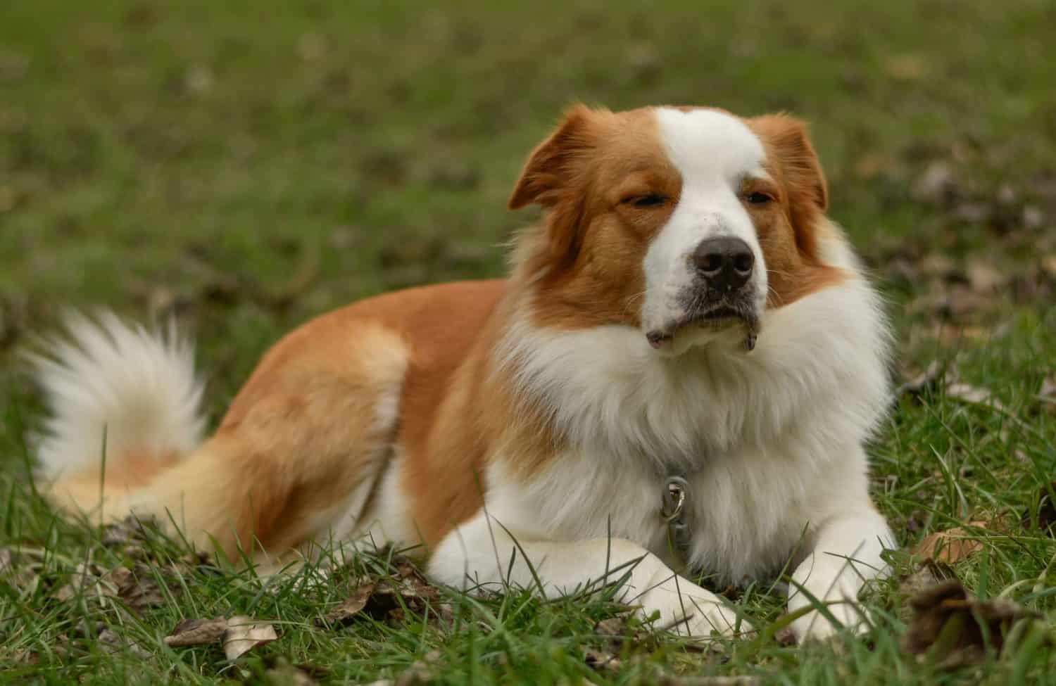 English Shepherd Animal Facts - Canis lupus familiaris - A-Z Animals