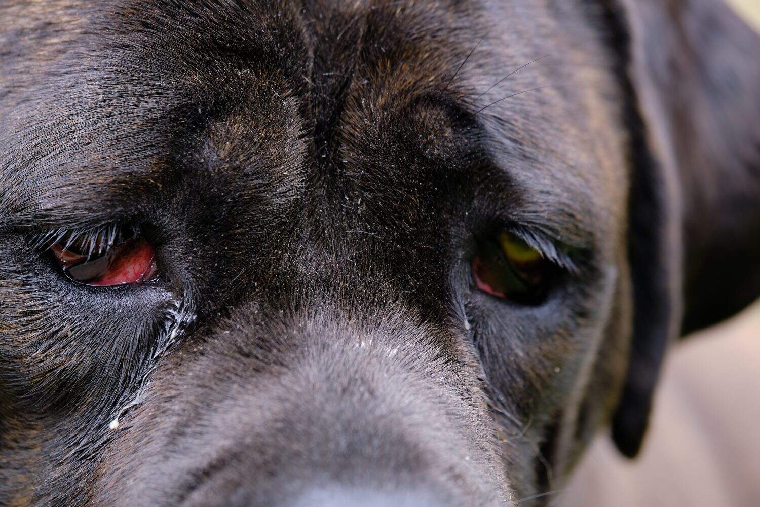 Close-up shot of a year old female brindle cane corso got a cherry eye.