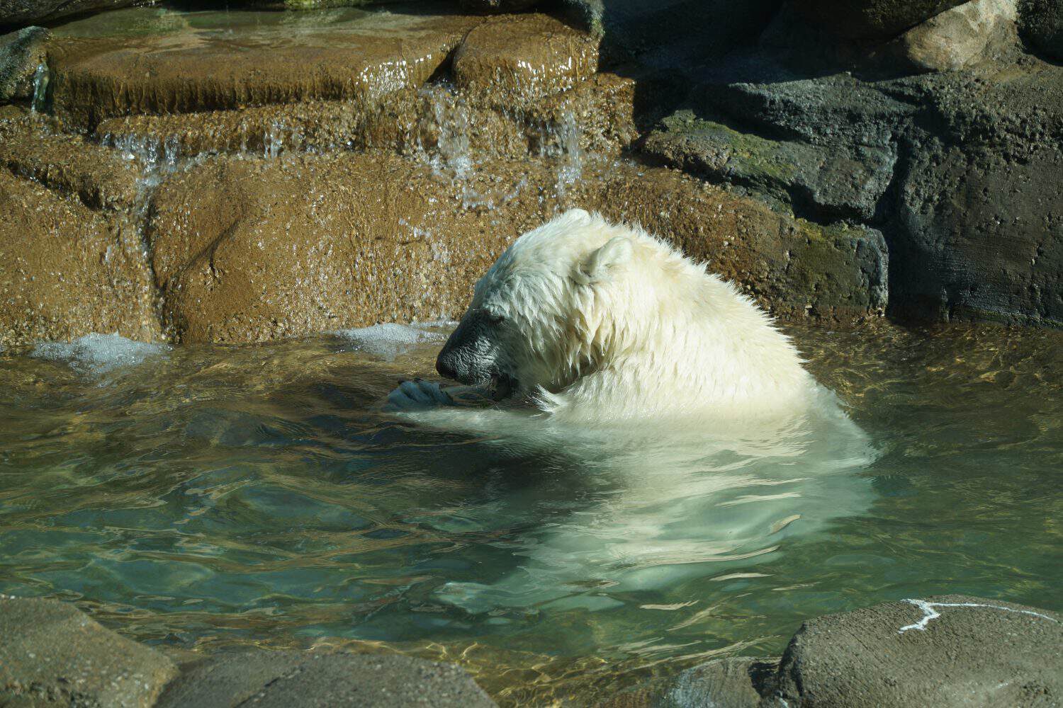 Animals from the Toledo Zoo
