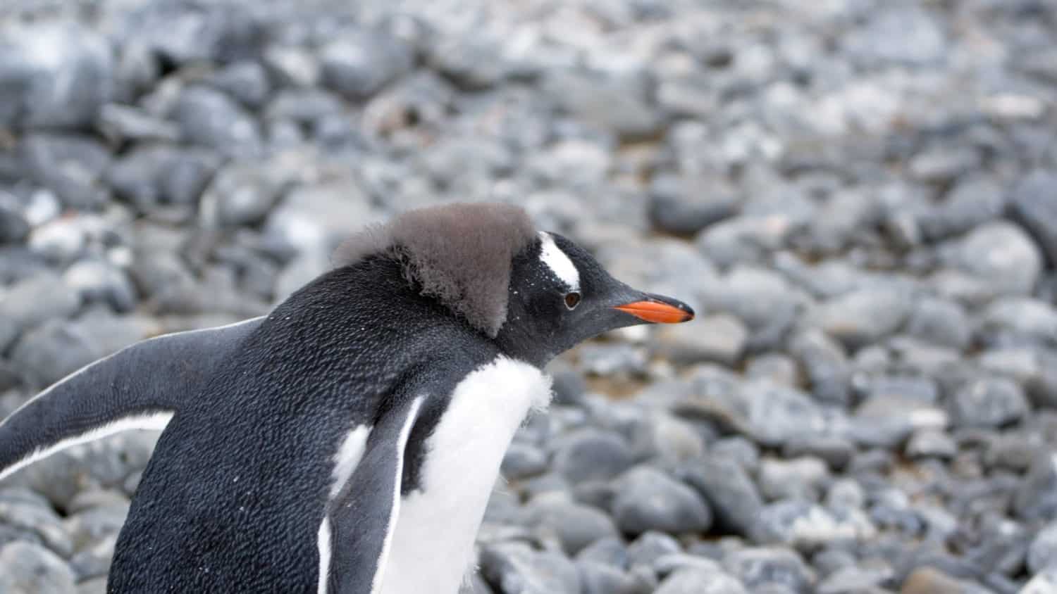 Close up of a gentoo penguin (Pygoscelis papua) molting at Brown Bluff, Antarctica