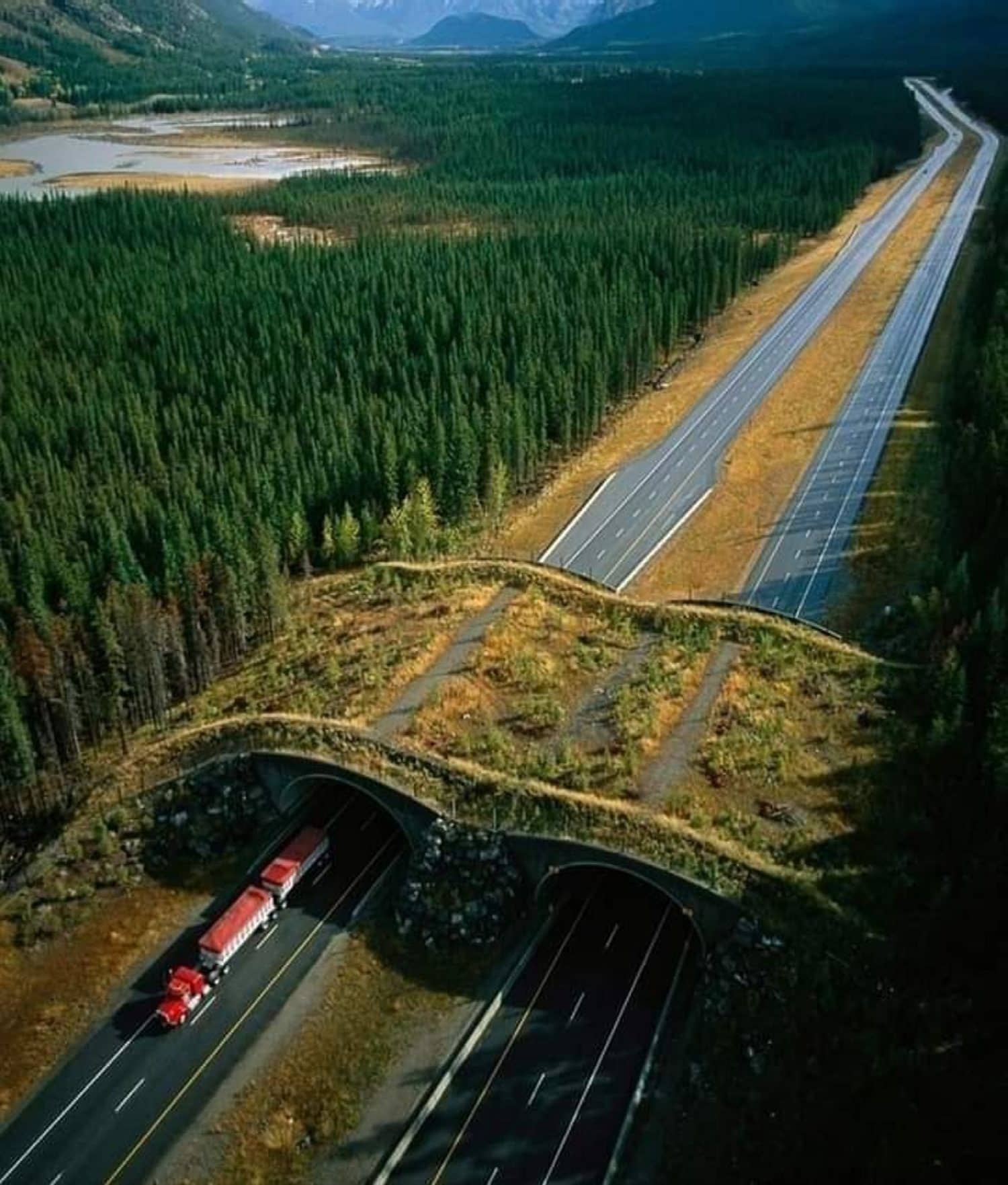 The Trans-Canada Highway wildlife crossings in Banff National Park