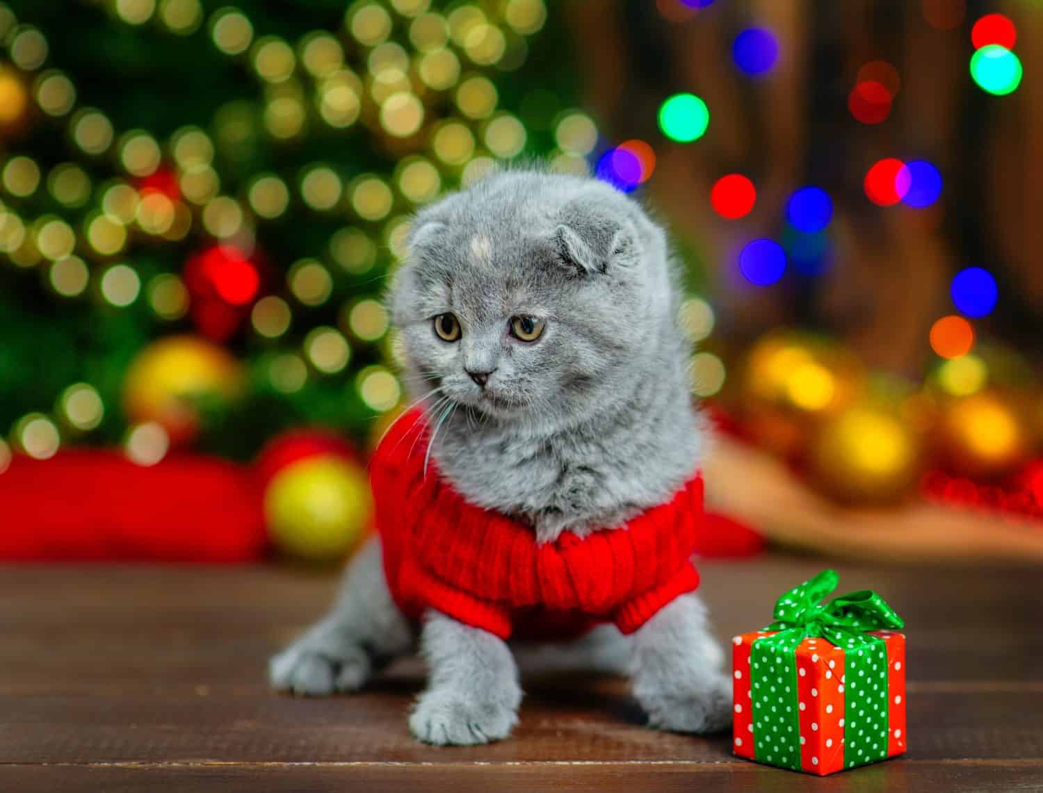 A small funny kitten dressed up for Christmas in a knitted red sweater  sits on the floor next to a small gift against the background of a Christmas tree decorated for Christmas.