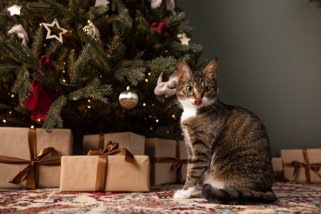 Cat under christmas tree on green background