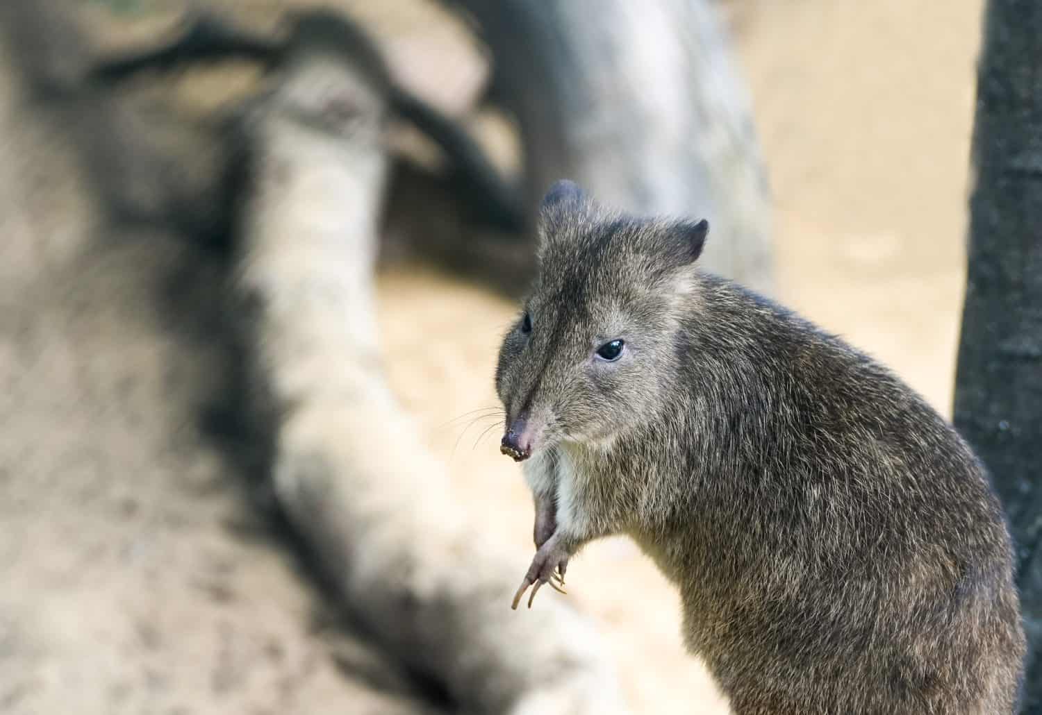 Brush-tailed bettong. Animal in close-up. Bettongia penicillata. Woylie.