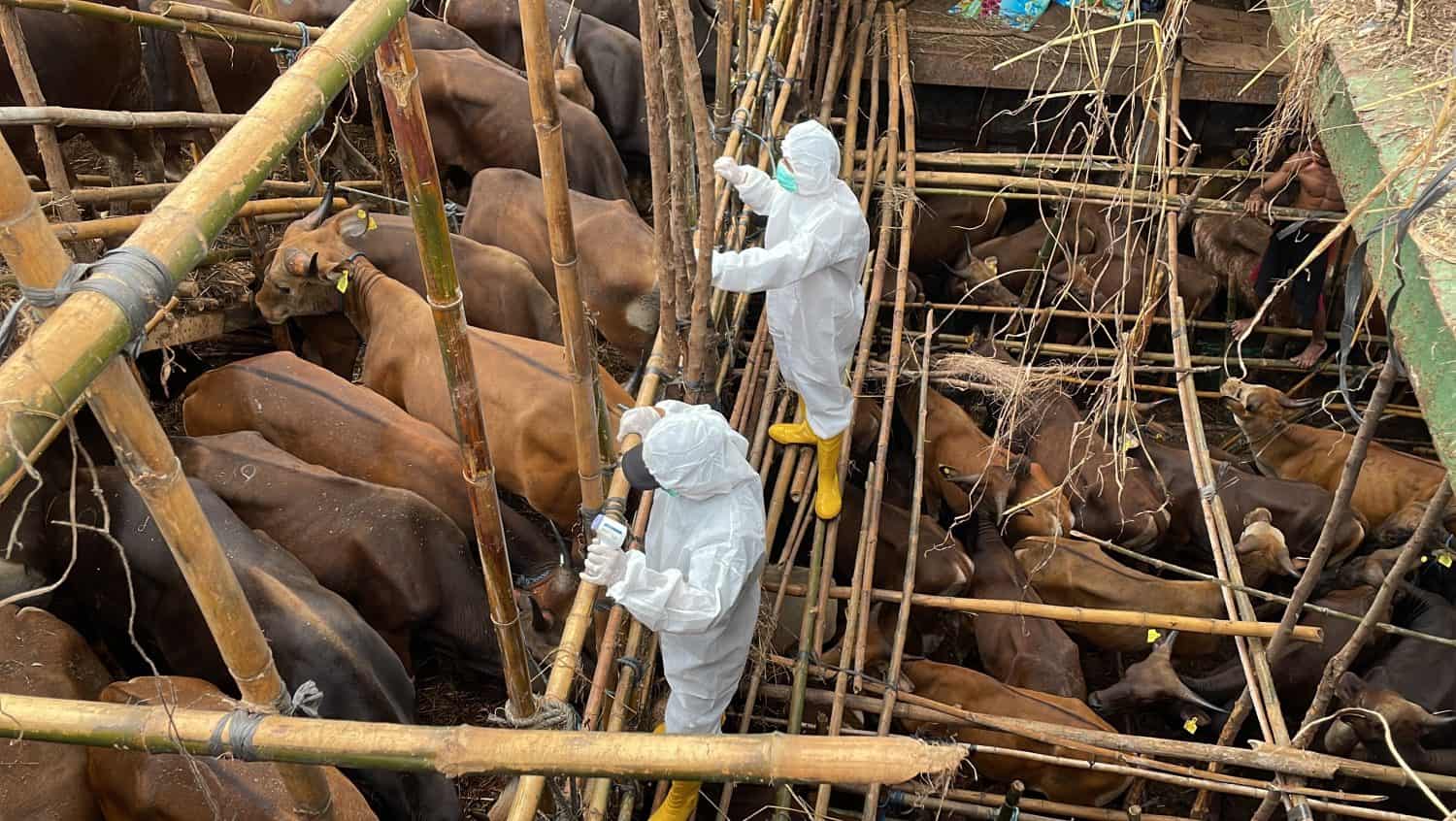 Health inspection of animal importation by Biosecurity officer in cargo ship to prevent animal disease transmission of Foot and Mouth Disease