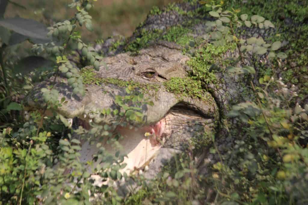 Giant Size Salt Water Crocodile