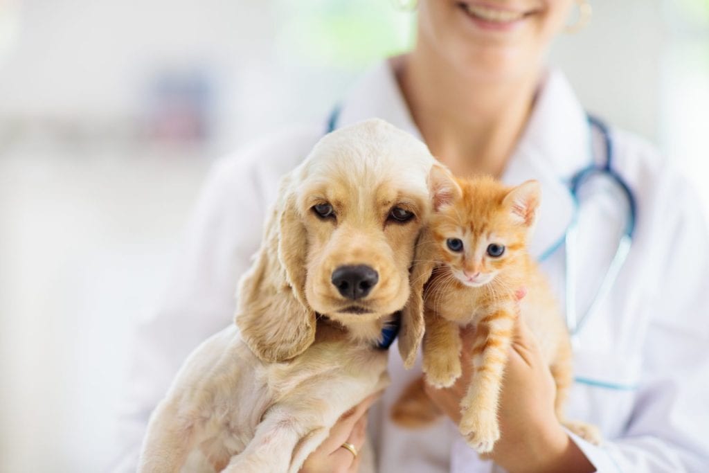 Vet examining dog and cat. Puppy and kitten at veterinarian doctor. Animal clinic. Pet check up and vaccination. Health care for dogs and cats.