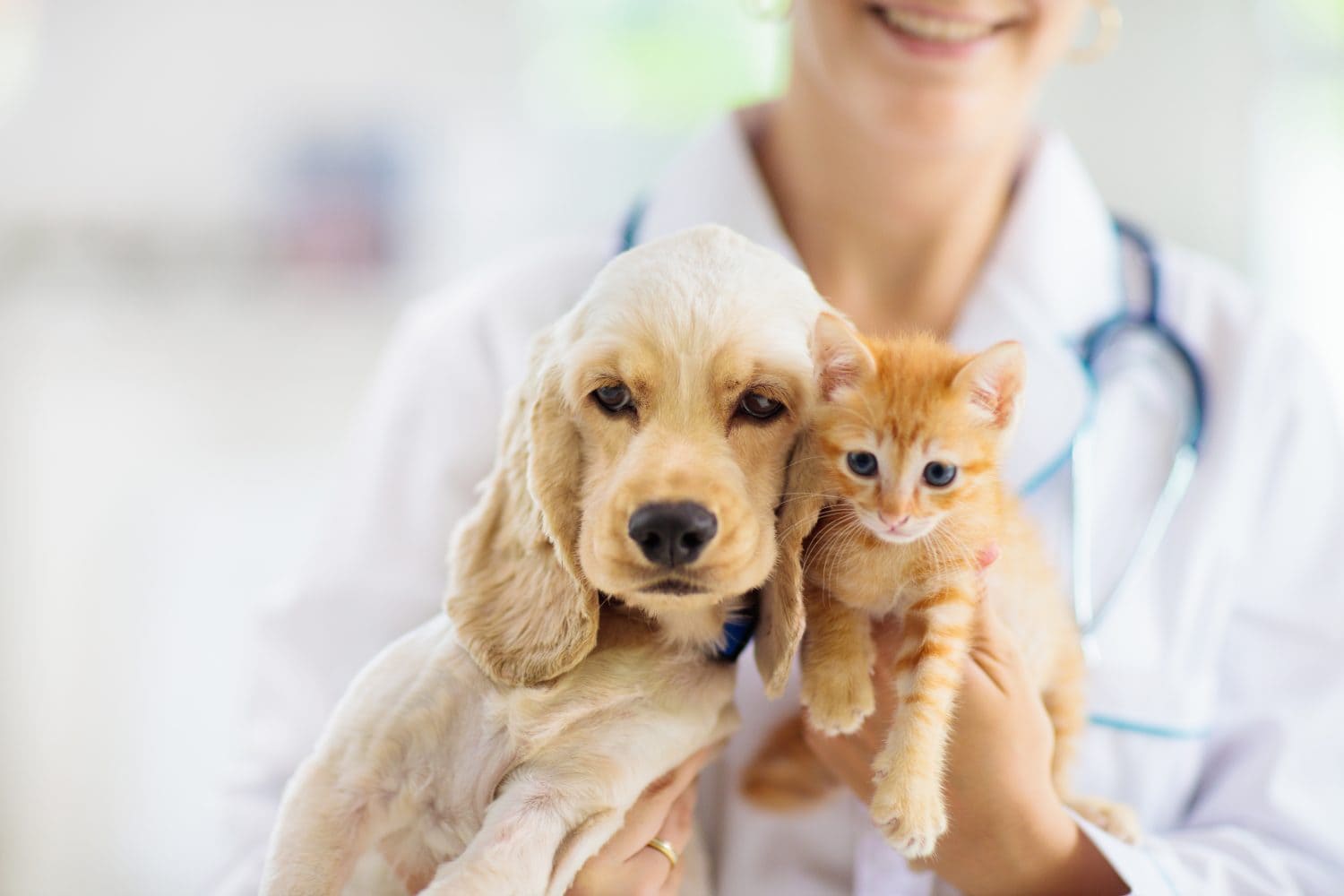 Vet examining dog and cat. Puppy and kitten at veterinarian doctor. Animal clinic. Pet check up and vaccination. Health care for dogs and cats.