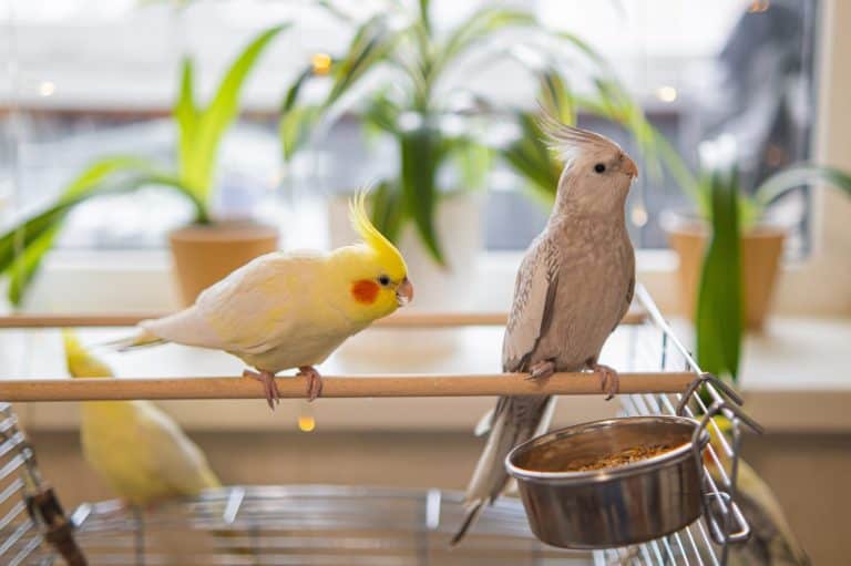 Cockatiel parrots.Funny parrots.Cockatiel pets.Bird with a crest.Cute animal.Funny bird.Cockatiel.Parrots are playing. Caring for pets.Birds.Animals.Cute cockatiel.Home pet parrot.The best birds.