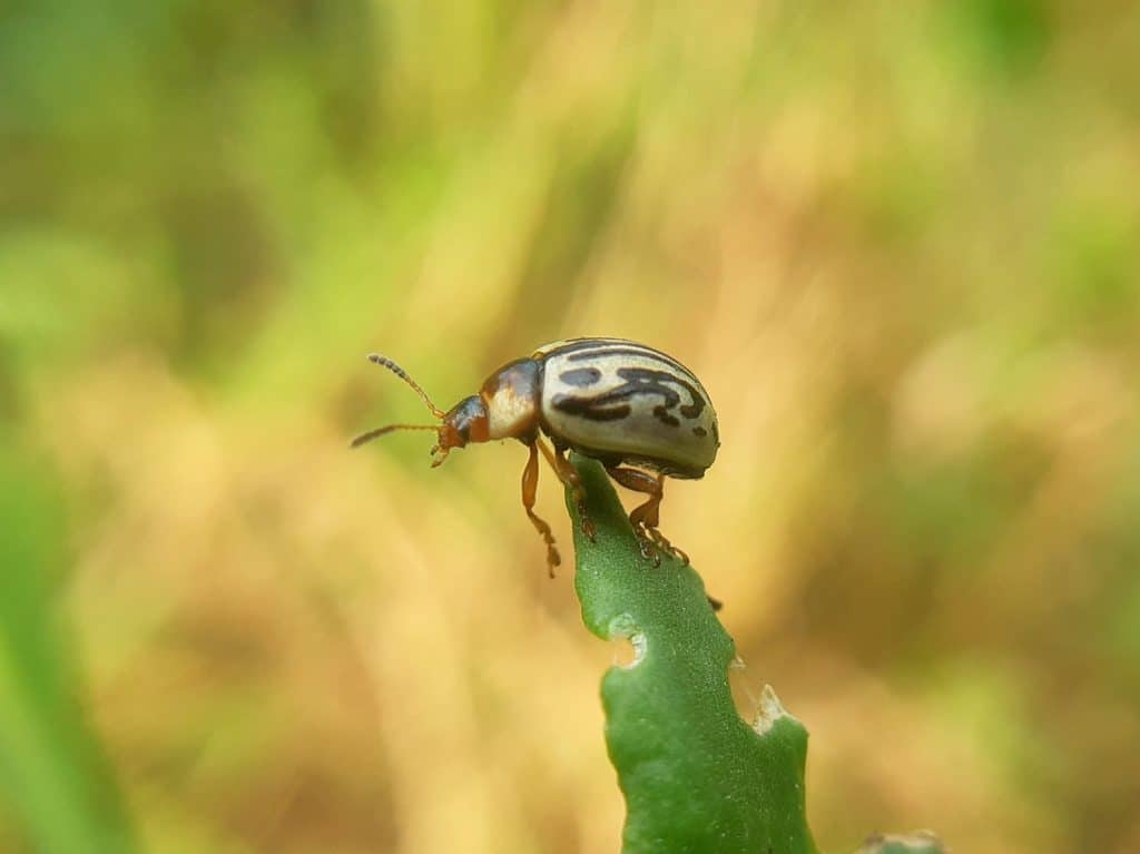 Colorful Calligrapha Leaf Beetle, known for distinct markings, feeding on plants, impacting agriculture.