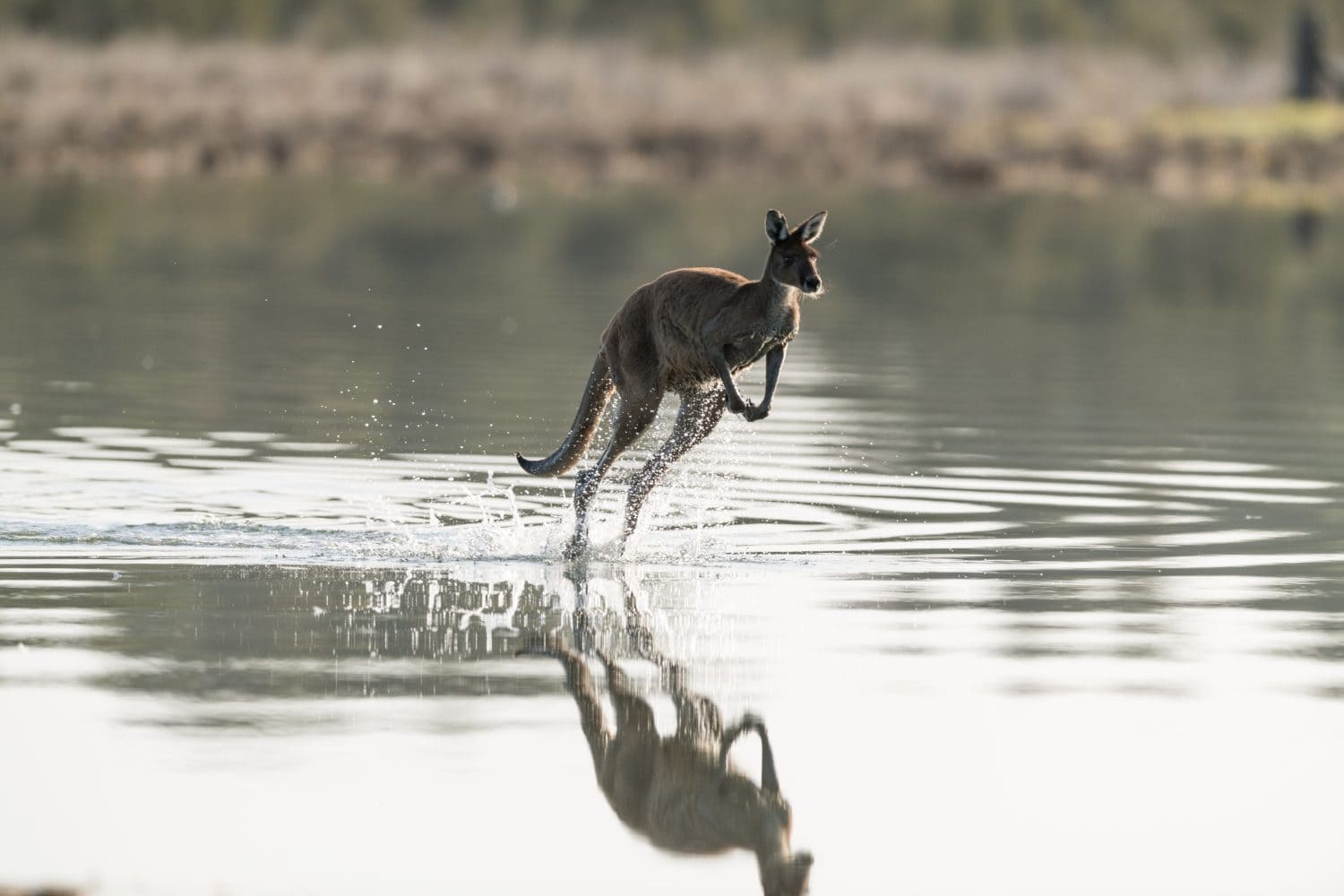 Australian Kangaroo  (Macropus fuliginosus) hoping through the water at speed, creating reflections and water spray in a perfectly calm lake early morning 