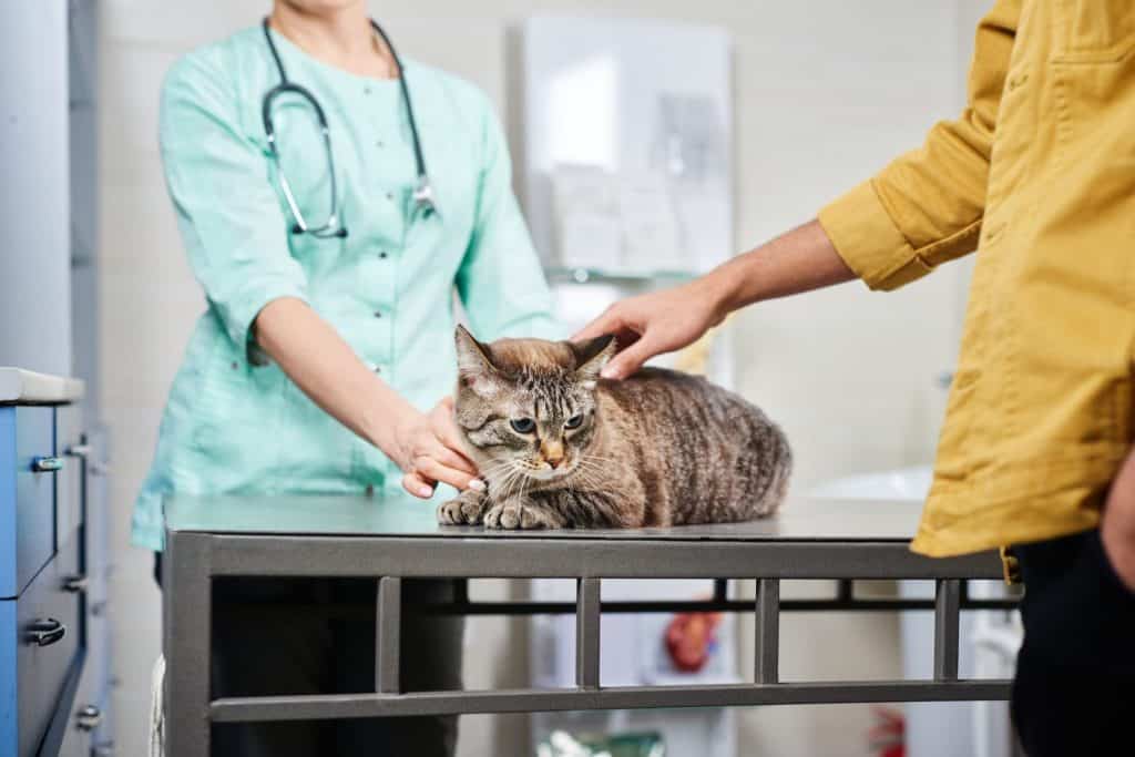 Veterinarian and the owner holding a cat at the clinic on the steel table. Recovering after injury, healthcare concept, domestic animals treatment, trust and care