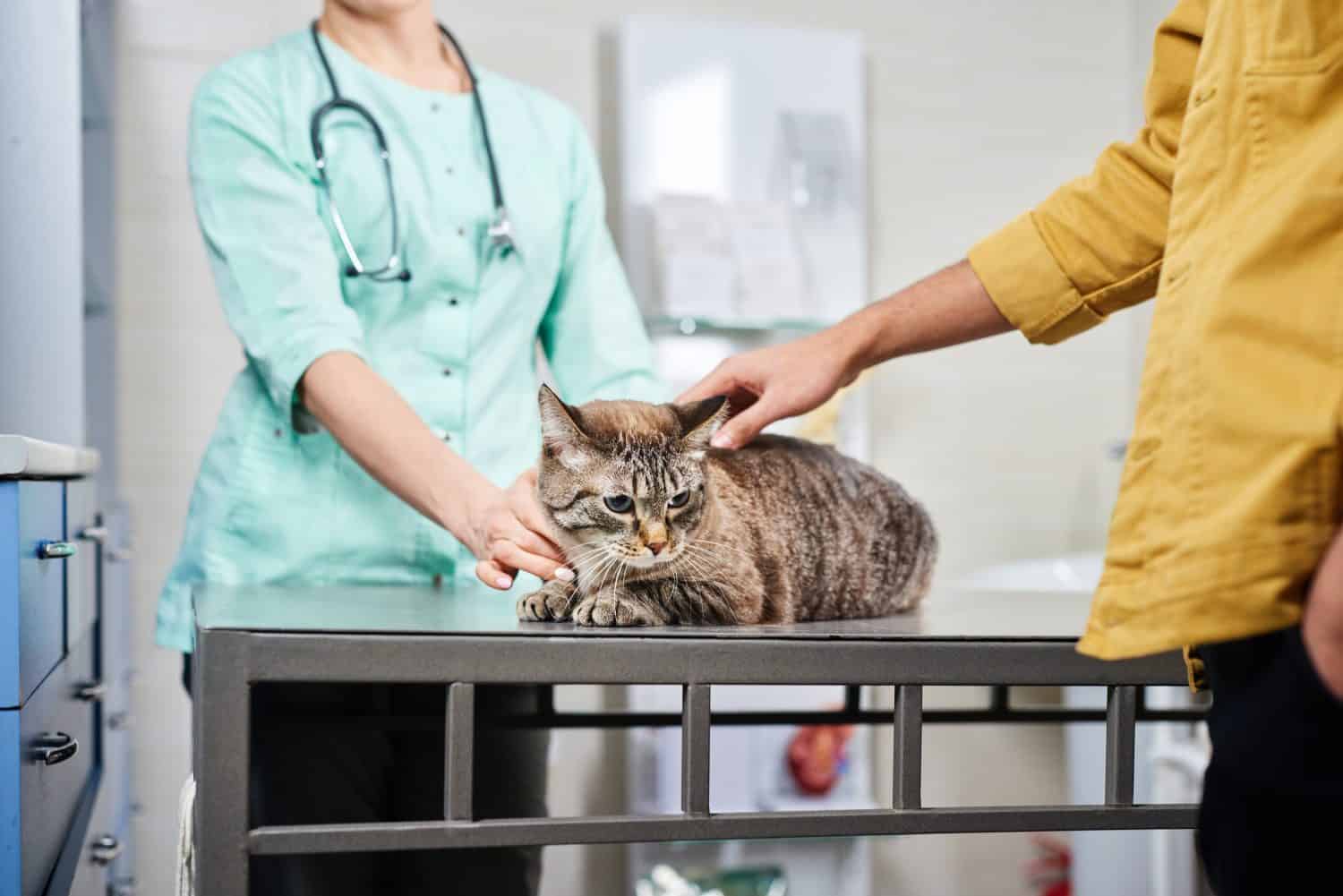 Veterinarian and the owner holding a cat at the clinic on the steel table. Recovering after injury, healthcare concept, domestic animals treatment, trust and care