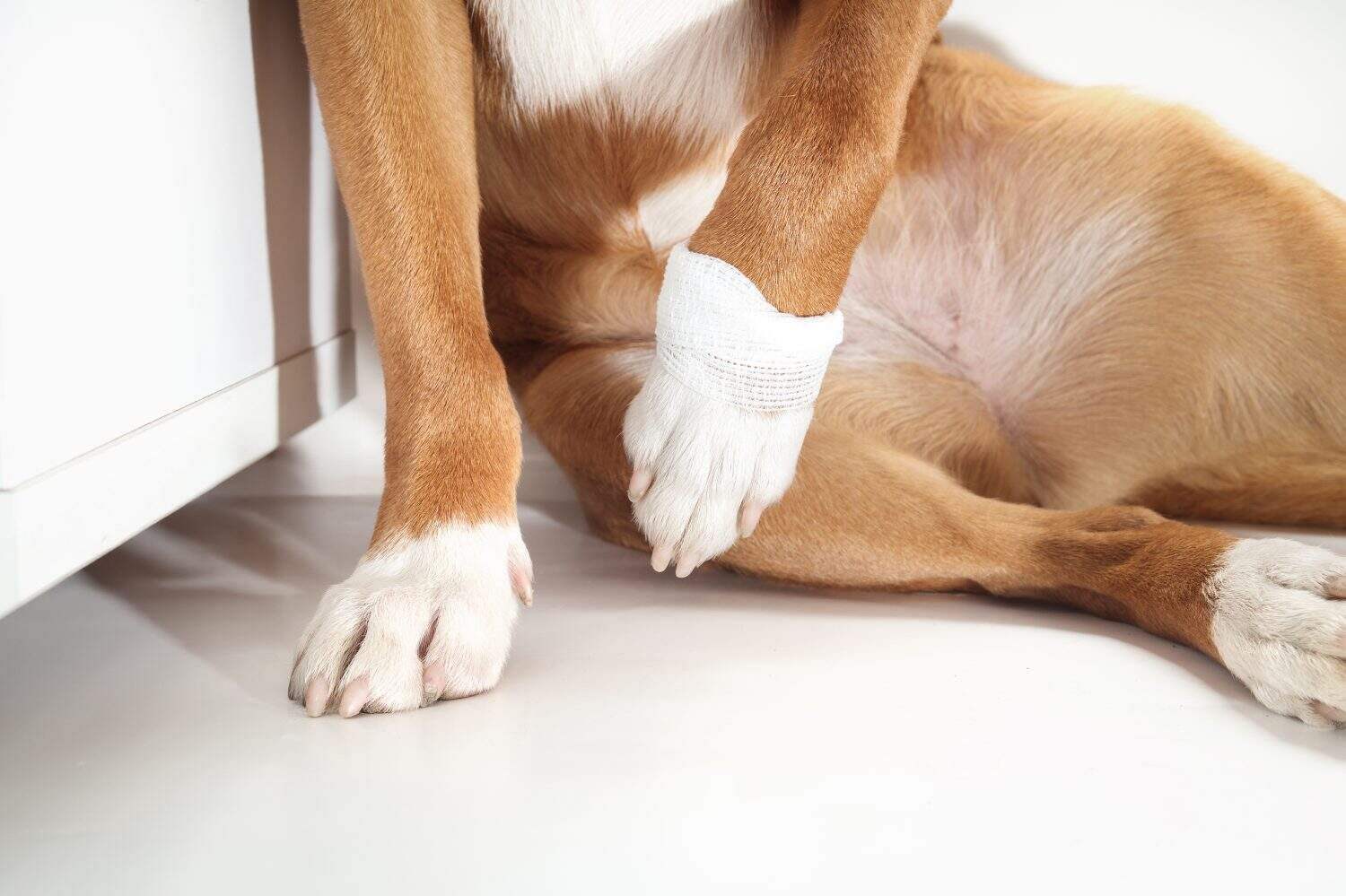 Dog not putting weight on front leg with bandage. Puppy dog holding paw up wrapped with gauze pad. Pet first aid concept, protecting broken dew claw or wound. Selective focus. White background.
