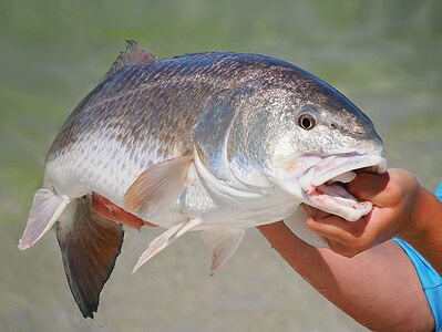 A Red Drum Fish