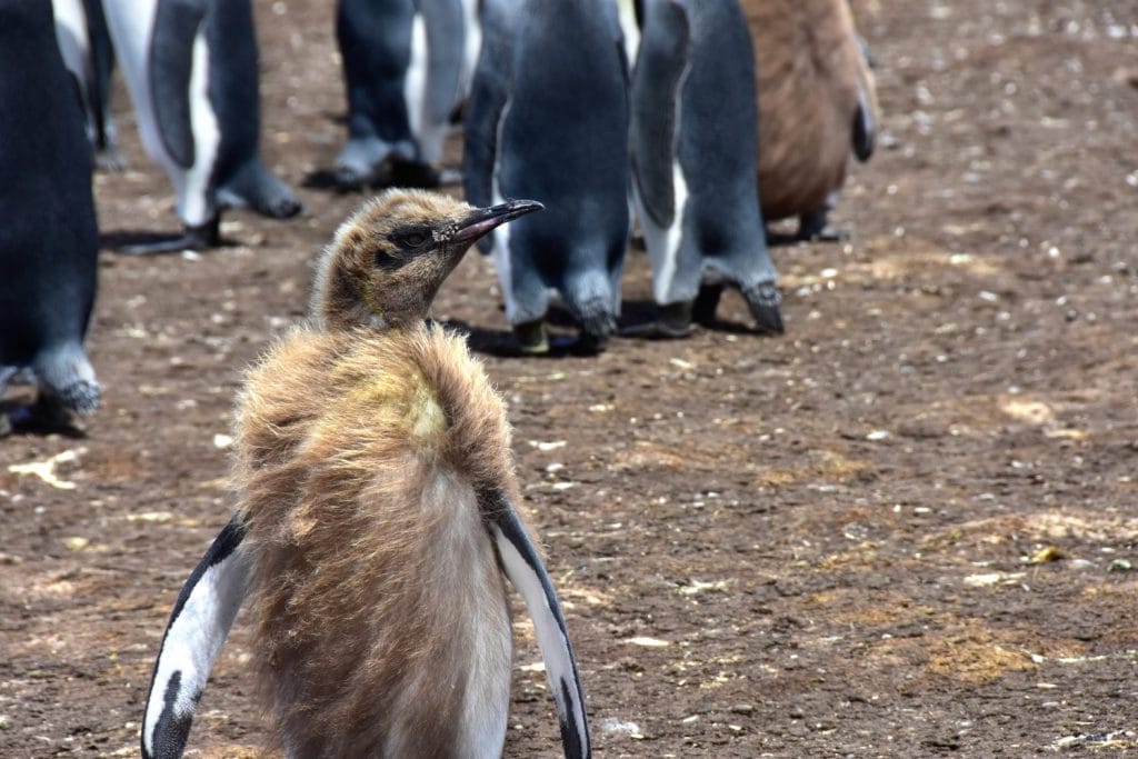 A young King Penguin in his molting stage at the Falkland Islands.