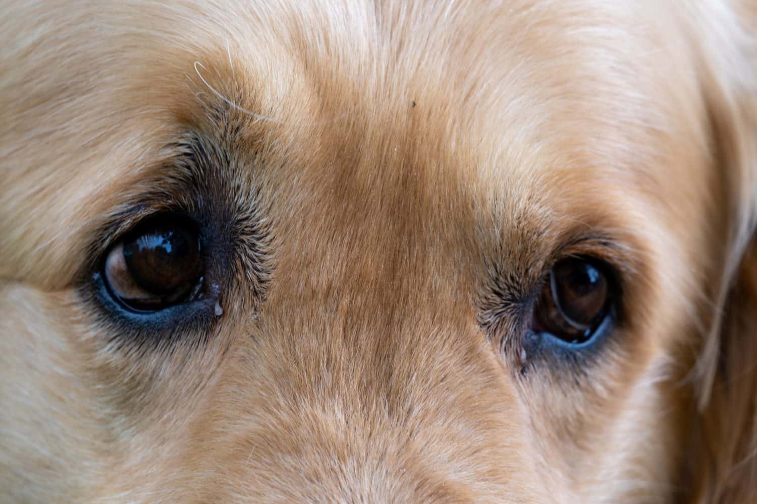The Golden Retriever has eye boogers.