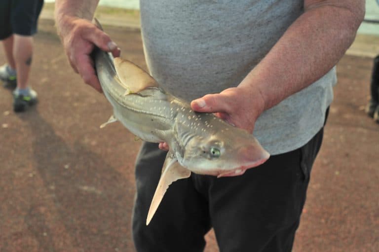 Smooth-hound caught in Morecambe, UK. Shot in May 2024 at evening time during high tide. This fish belongs to the shark family, but feeds mostly on crustaceans and has crushing plates instead of teeth