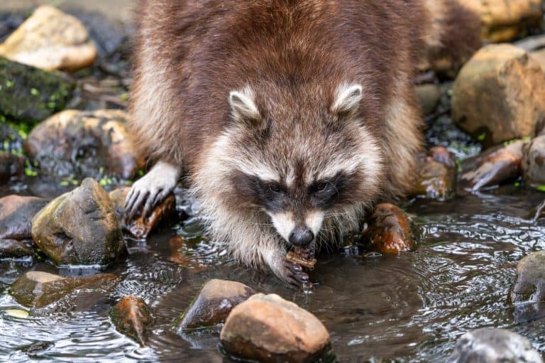 The Shockingly Sweet Reason Otters Get Attached to These Inanimate ...