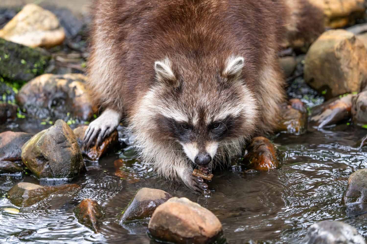 Scientists Gave Raccoons a 9-Lock Puzzle Box. The Results Surprised Them.