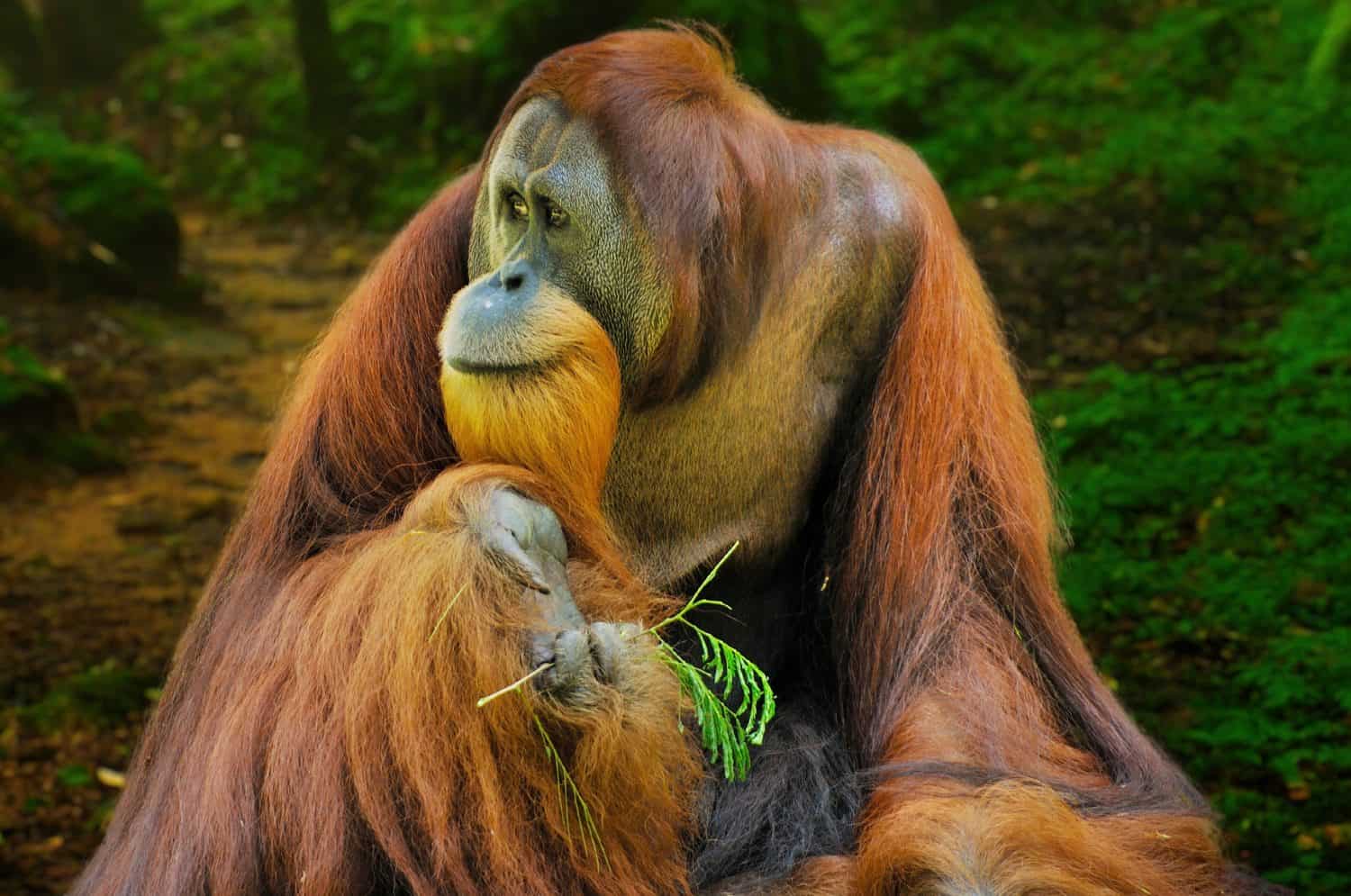 The close-up view of a young Tapanuli orangutan