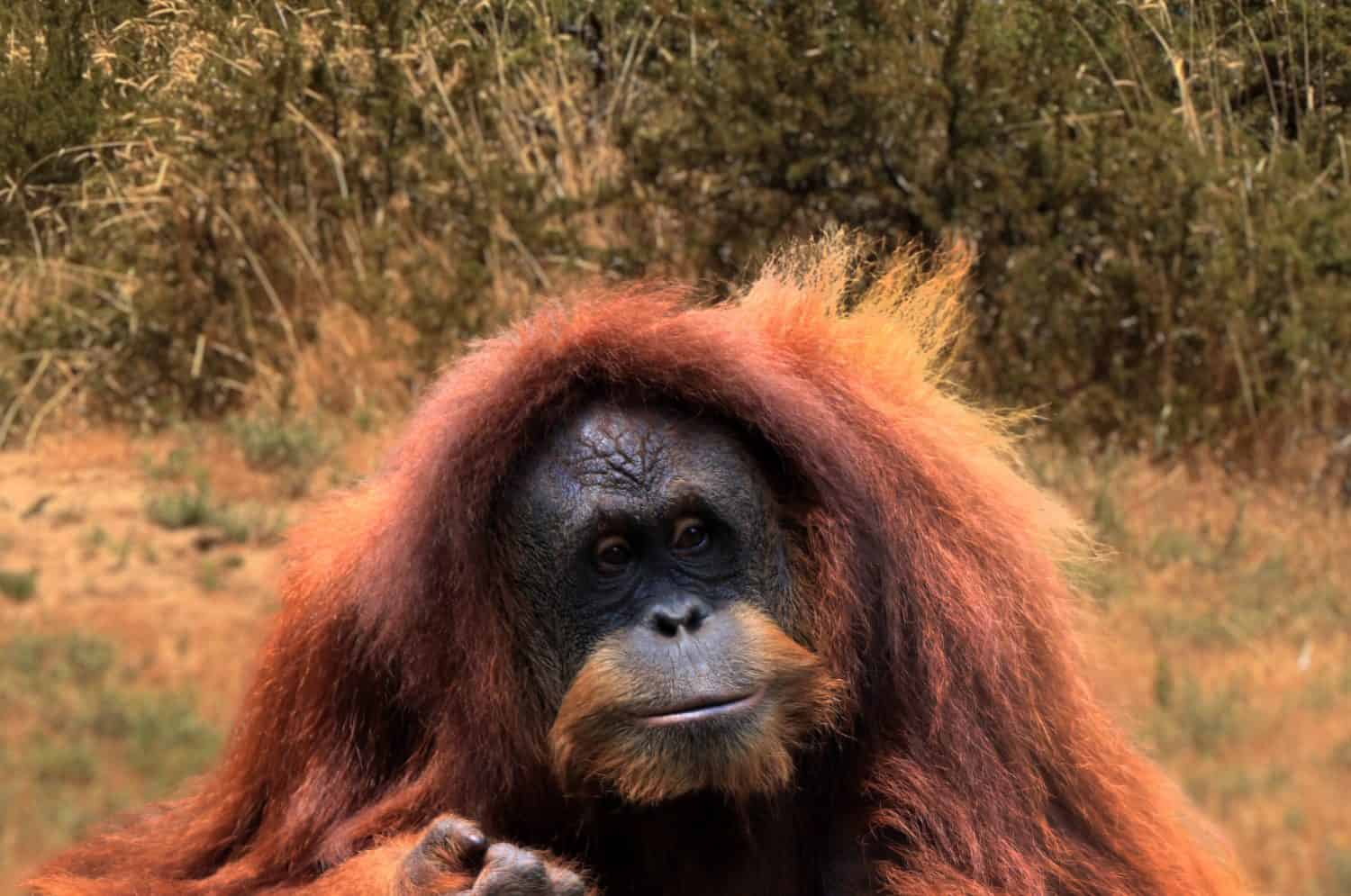 The close-up view of a young Tapanuli orangutan