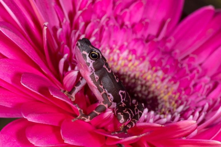Purple Harlequin Toad on red flower