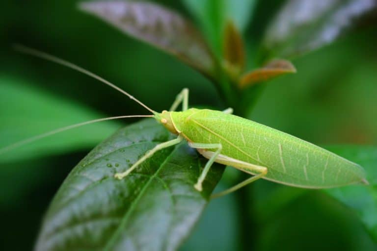 Close up of Pseudophyllus titan, Giant False Leaf Katydid,animal life, on green leaf.