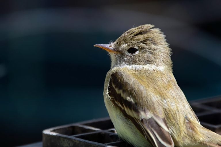Least Flycatcher