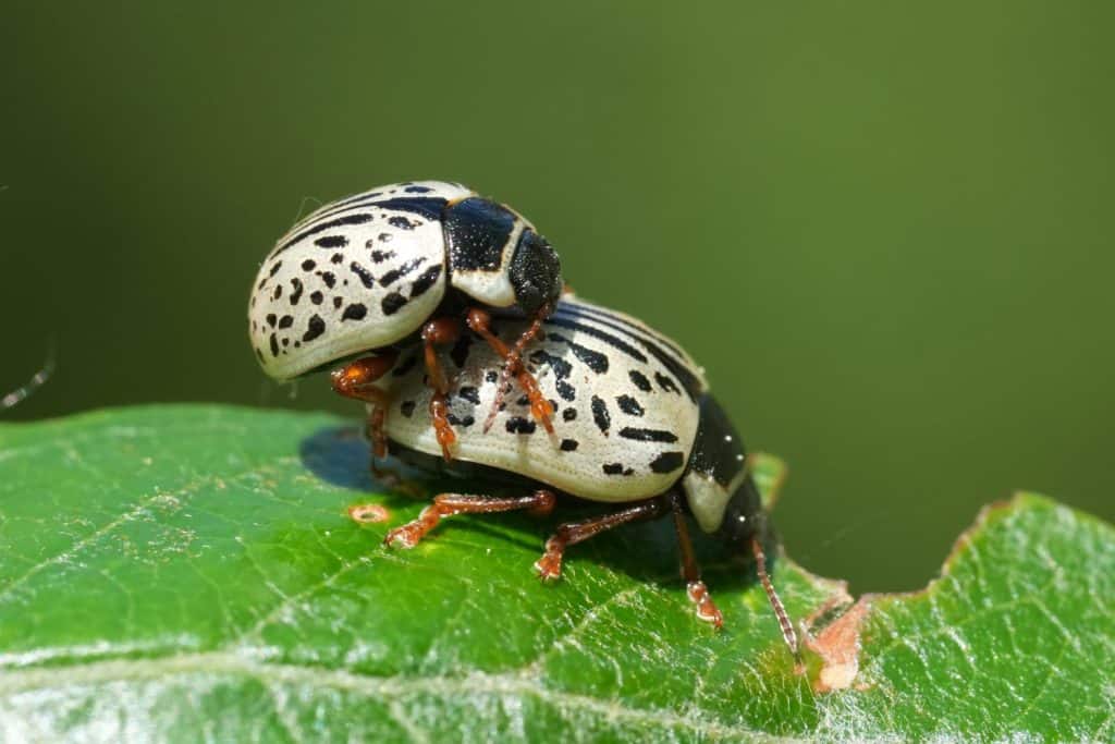 Natural closeup on a copulation couple of Common Willow Calligrapher Beetle, Calligrapha multipunctata from South Oregon, USA