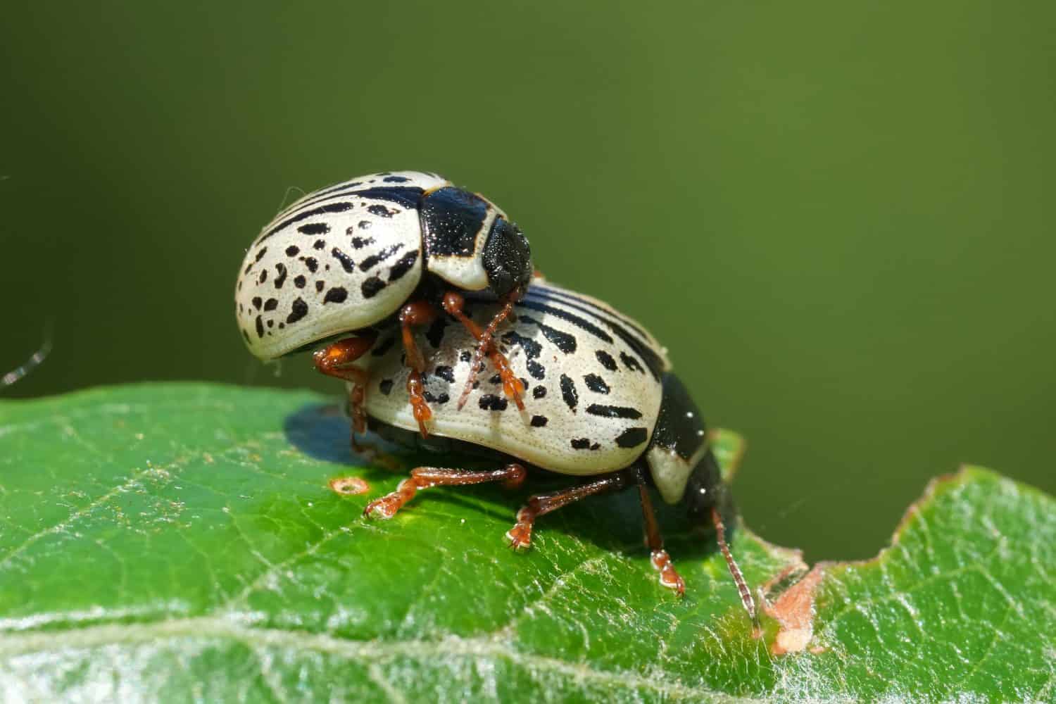 Which Insect Got Shell This Beetle’s Shell Looks Like Ancient Writing — Here’s Why - A-Z Animals