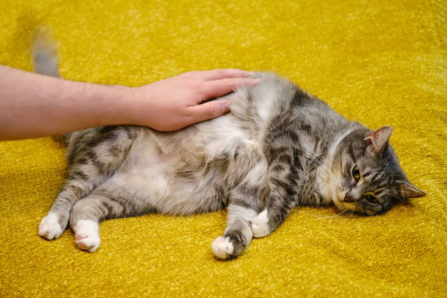 A veterinarian's hand strokes a sick cat, a problem with pet