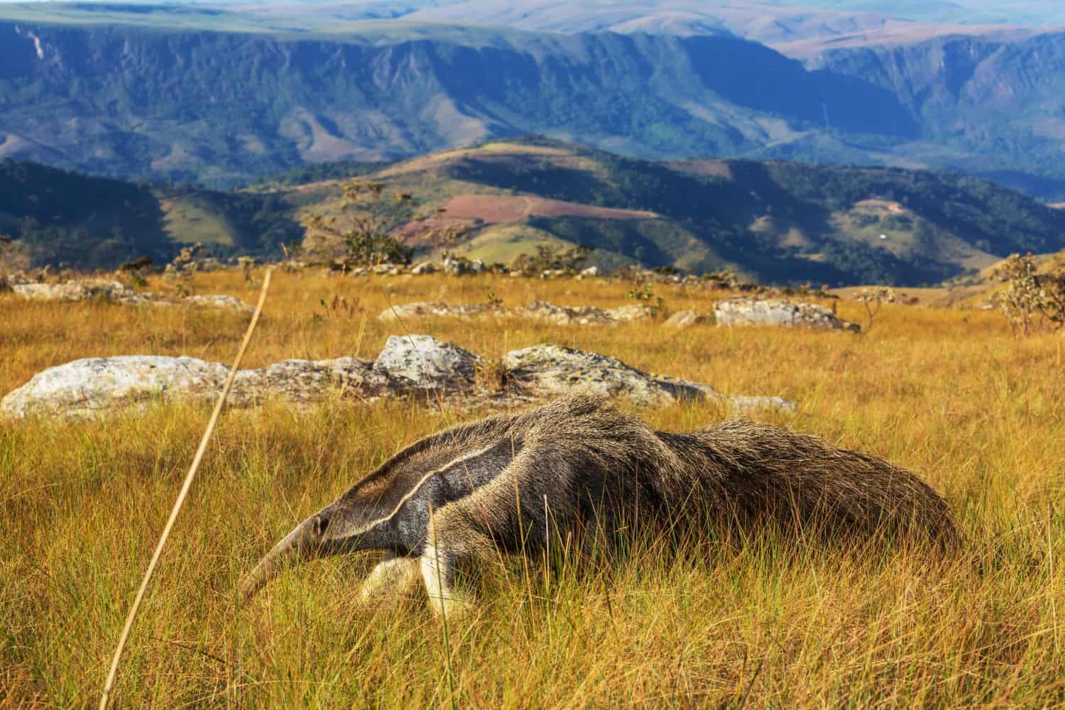 Anteater in Brazilian Pantanal, South America