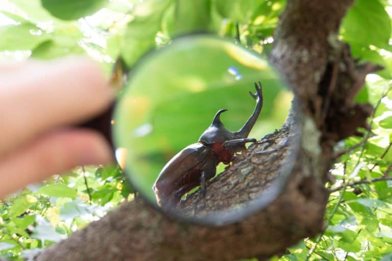 Observing a rhinoceros beetle with a magnifying glass