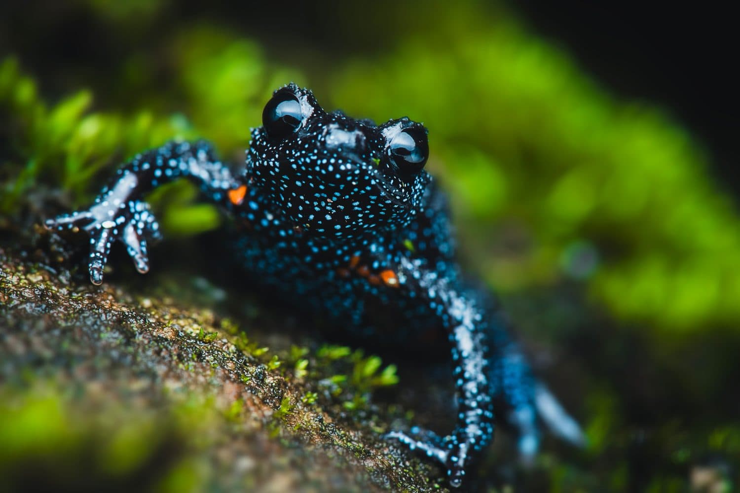 The Galaxy frog Munnar kerala