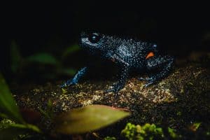Galaxy Frog, a species is endemic to the southern Western Ghats of India