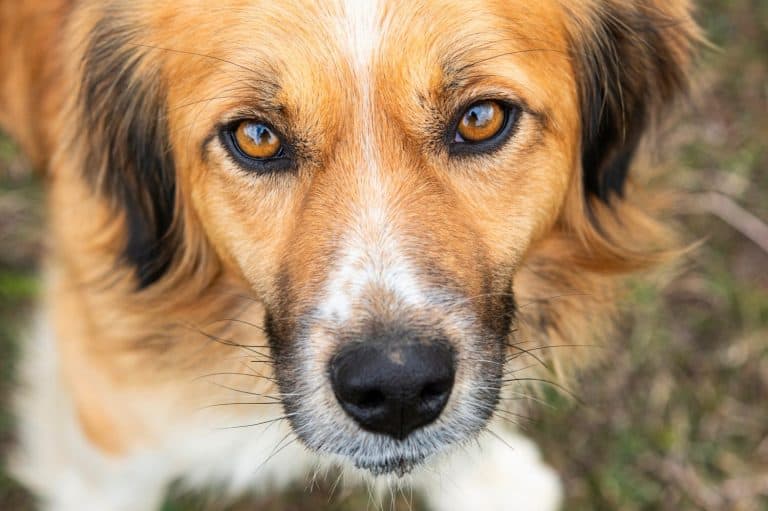 Portrait of cute dog looking at camera. Close-up of a cute dog. Justin krofohrländer dog portrait. Close-up dog portrait.
