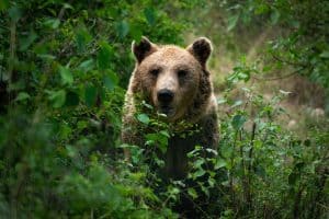 Marsican brown bear looking through the trees and bushes. Direct meeting with the dangerous mammal.