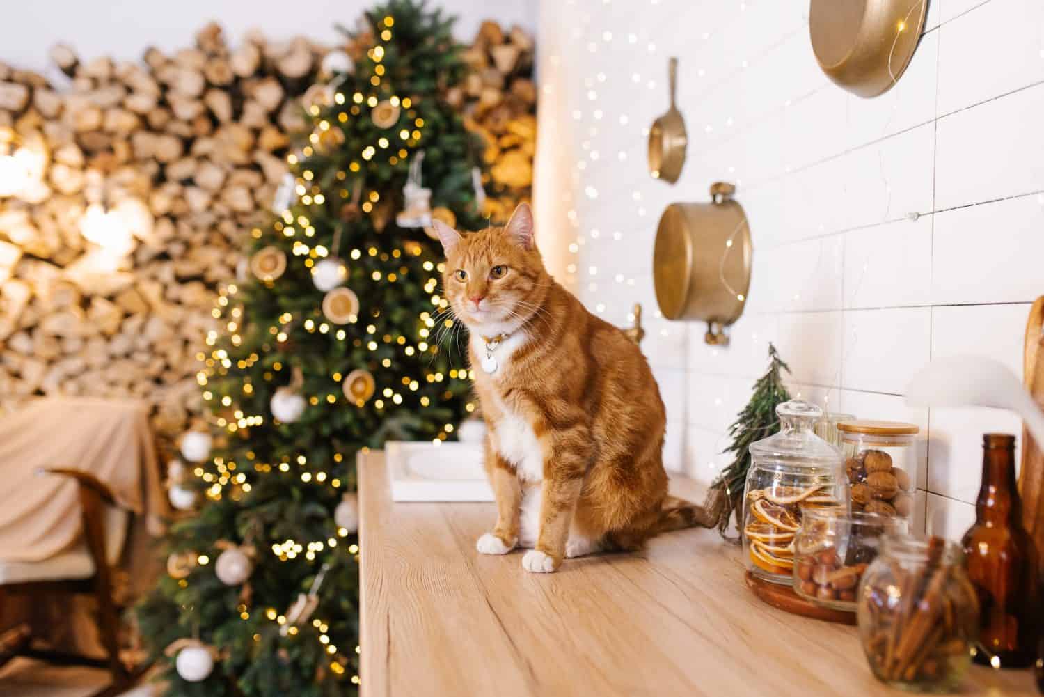 Red cat is sitting on a wooden counter in front of a Christmas tree in kitchen