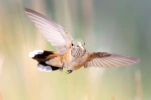 Why Hummingbirds Flee Your Yard’s Safest Spots photo