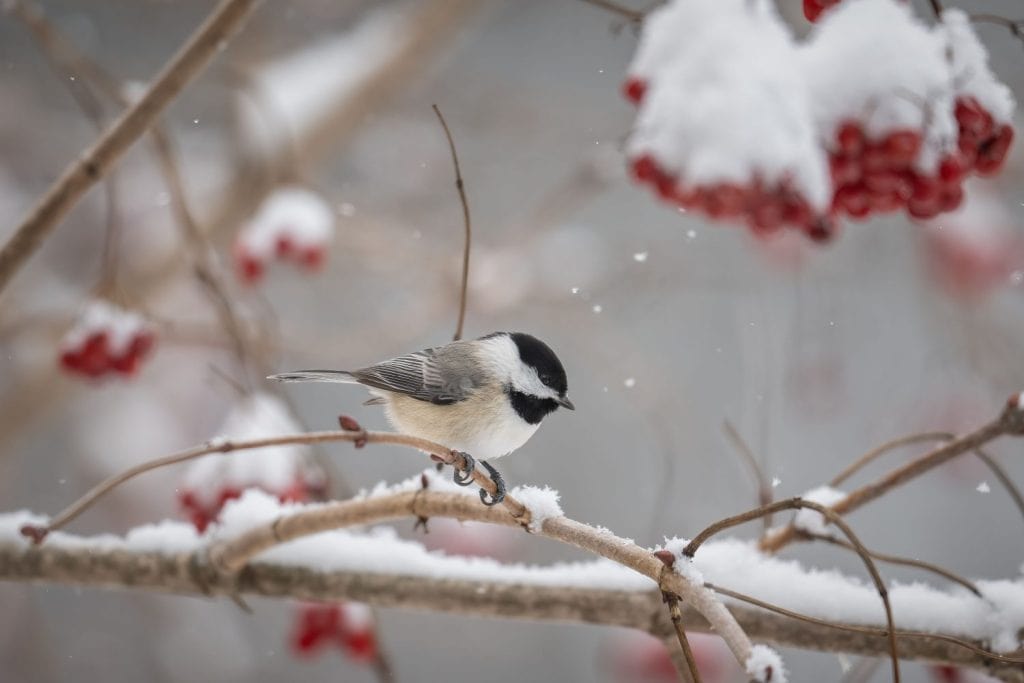 Carolina Chickadee (Poecile carolinensis) perched on a branch isolated from a clean background surrounded by snow