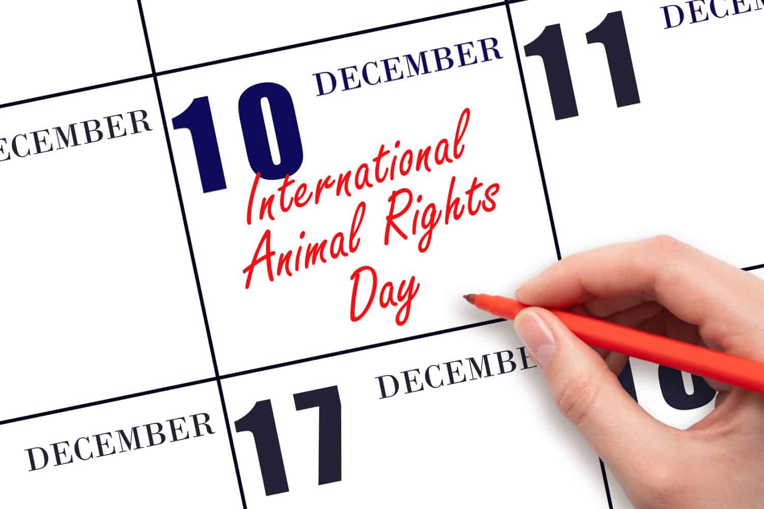 December 10. Hand writing text International Animal Rights Day on calendar date. Save the date. Holiday. Day of the year concept.