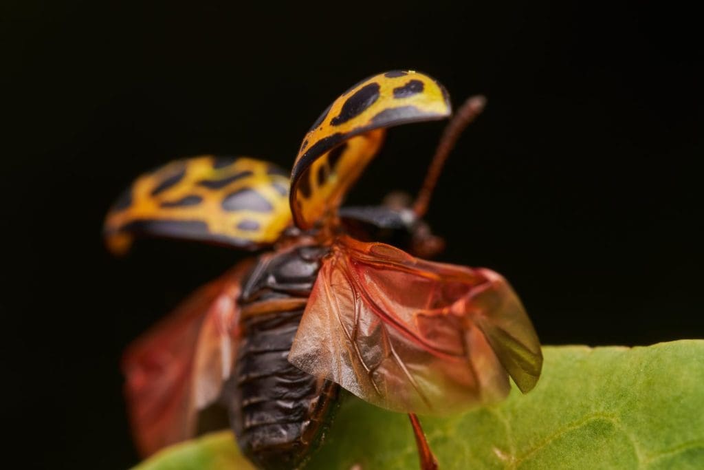 Leopard Beetle Calligrapha polyspila in Natural Habitat