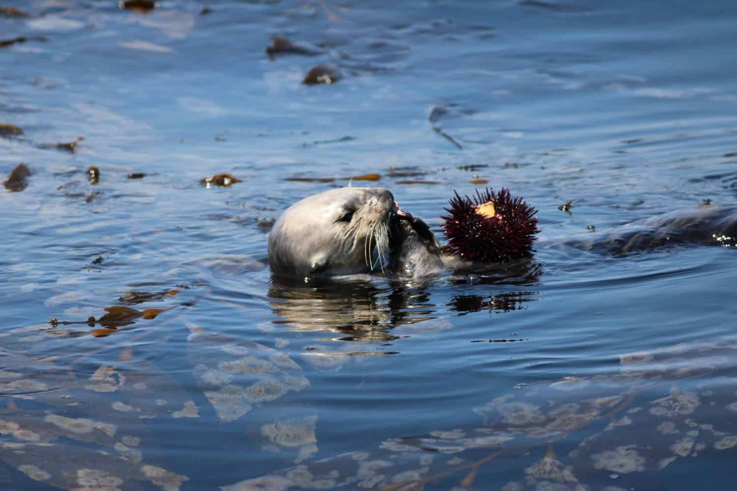 "Southern Sea Otter" This is a photo of a southern sea otter eating a sea urchin.