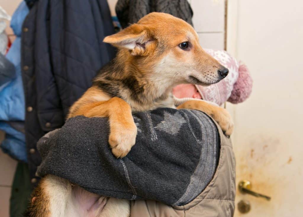 Homeless puppy from a shelter at the hands of a woman