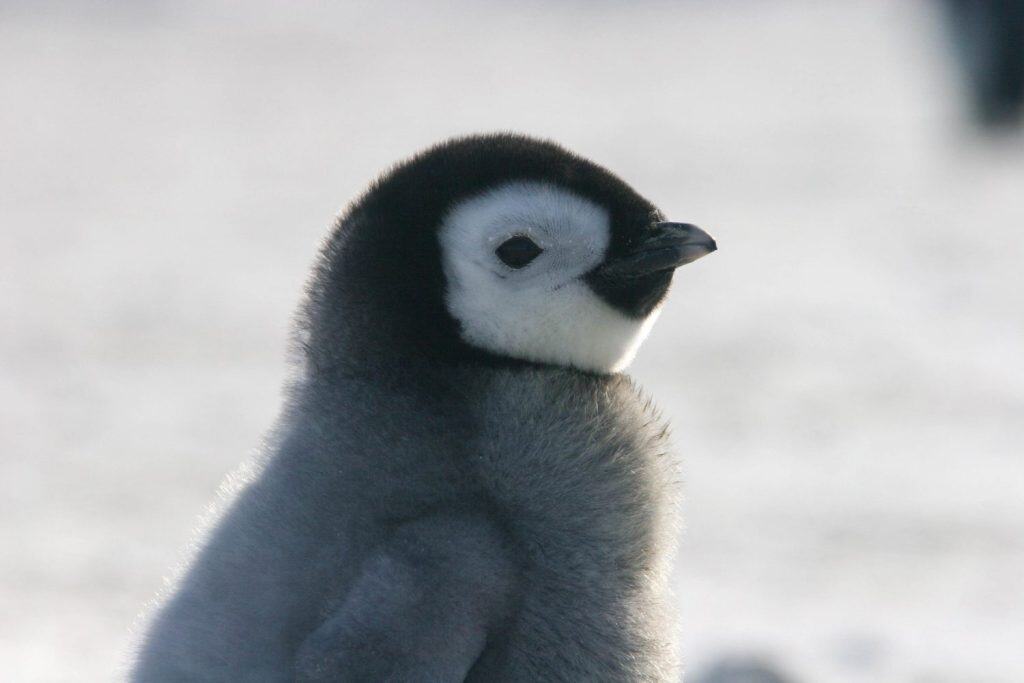 A close-up of a fluffy baby emperor penguin chick in Antarctica. Its soft gray feathers and curious gaze capture the charm of wildlife in the icy wilderness