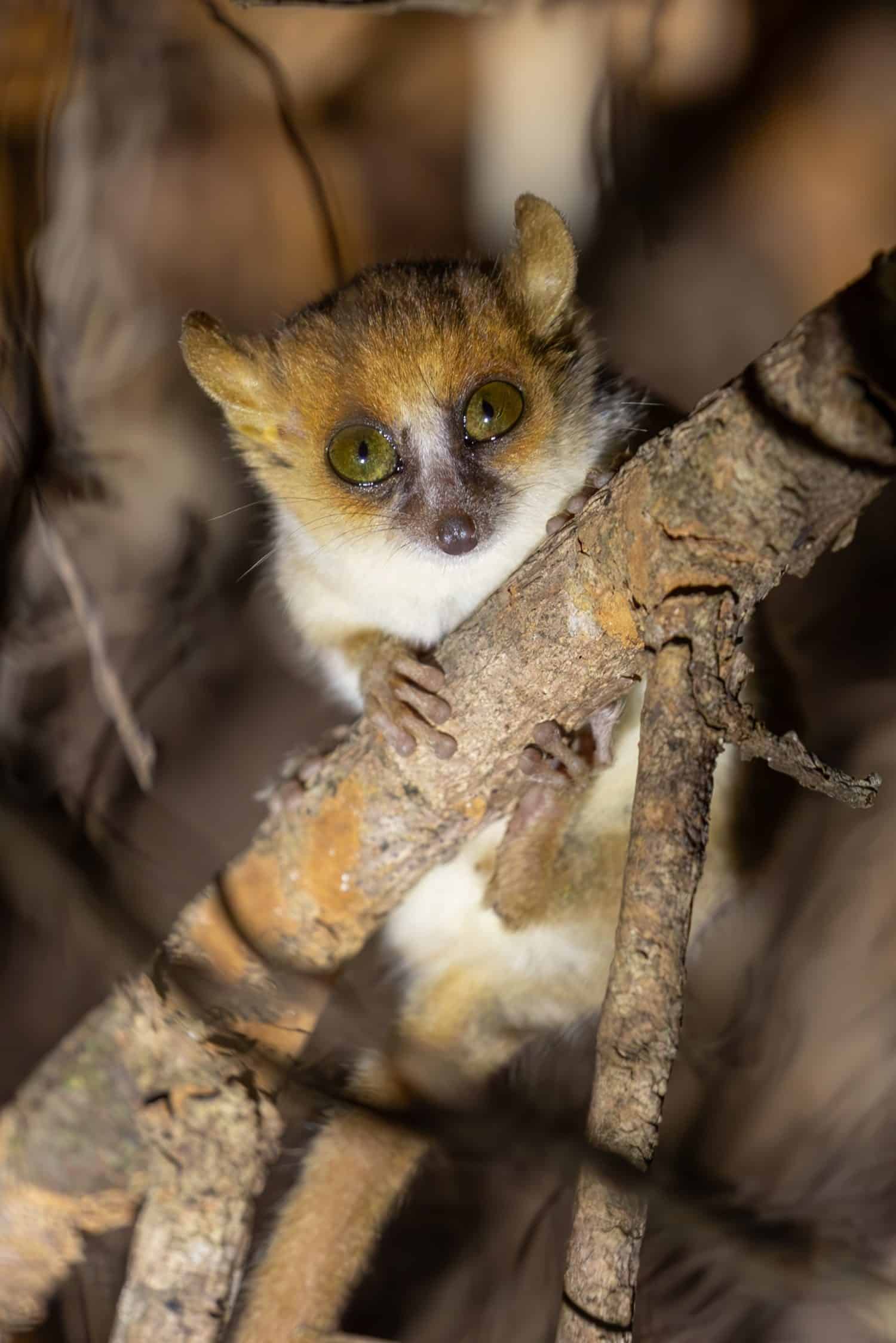 Pygmy Mouse Lemur,  Microcebus Myoxinus, Madagascar, Africa